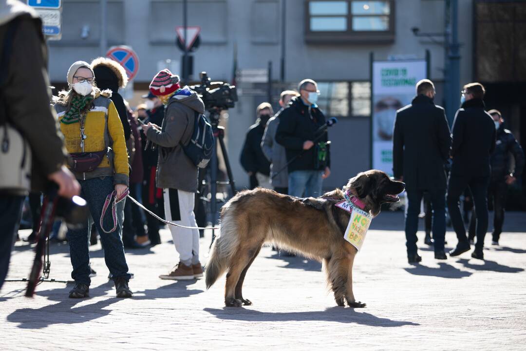 Prie Seimo – protestas dėl vairavimo egzaminų atnaujinimo