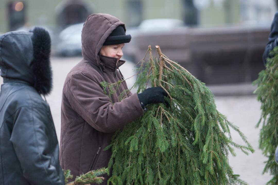 Eglučių šakų dalinimas Rotušės aikštėje