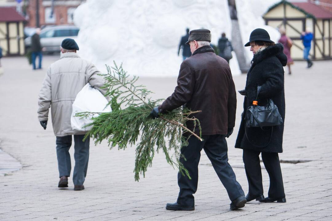 Eglučių šakų dalinimas Rotušės aikštėje