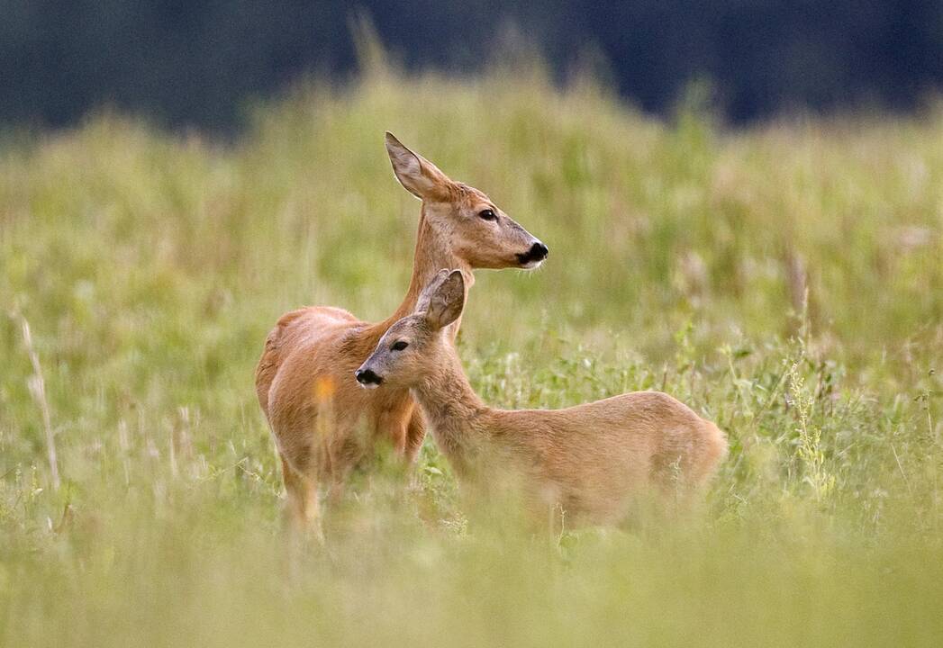 Jei eisime artyn prie gyvūnų jauniklių, pas juos mamos gali ir nebesugrįžti