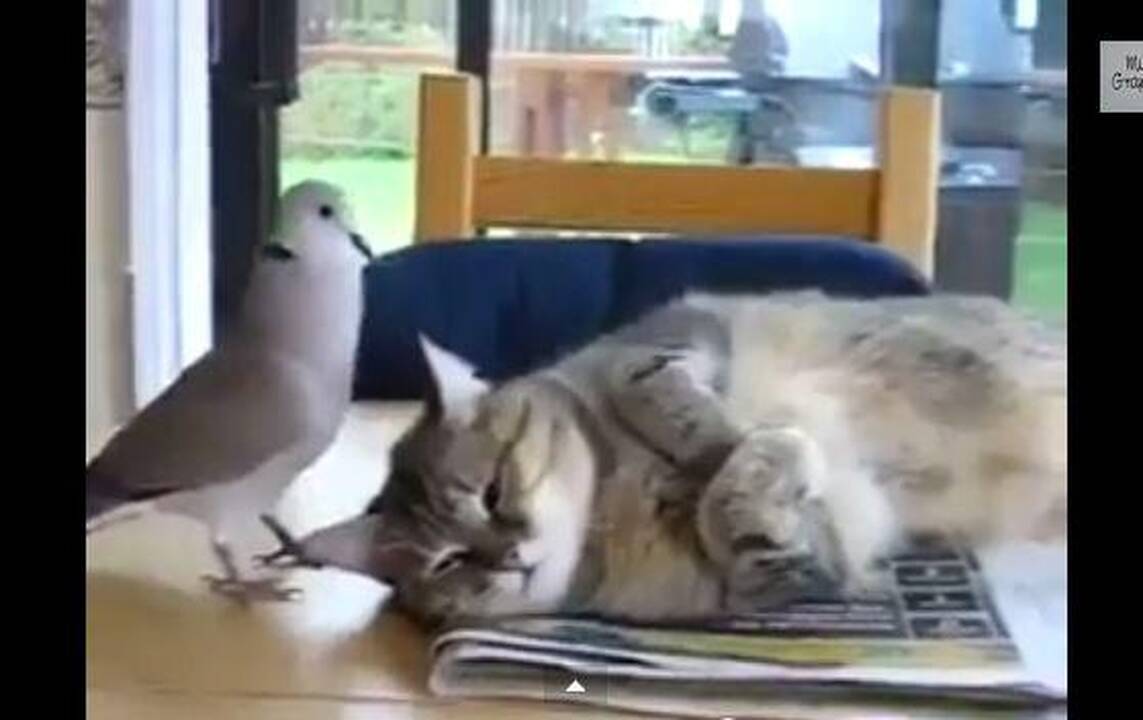 Kaip balandis neleido katinui miegoti