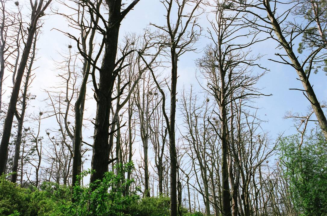 Kuršių nerijoje – pušų kirtimo vajus