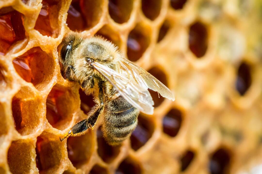 Kaip iš namų išprašyti bites?