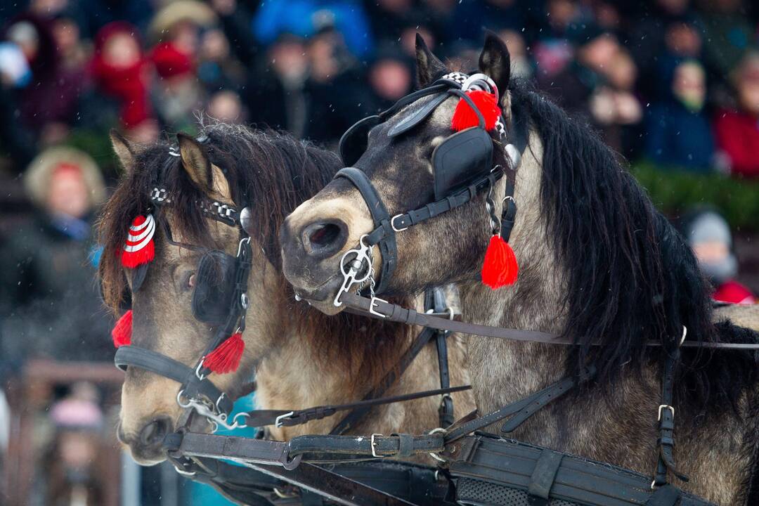 Tradicinės žirgų lenktynės „Sartai 2019“