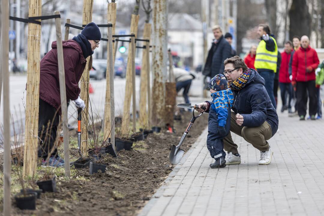 Vilniečiai kyla į Žaliąją bangą