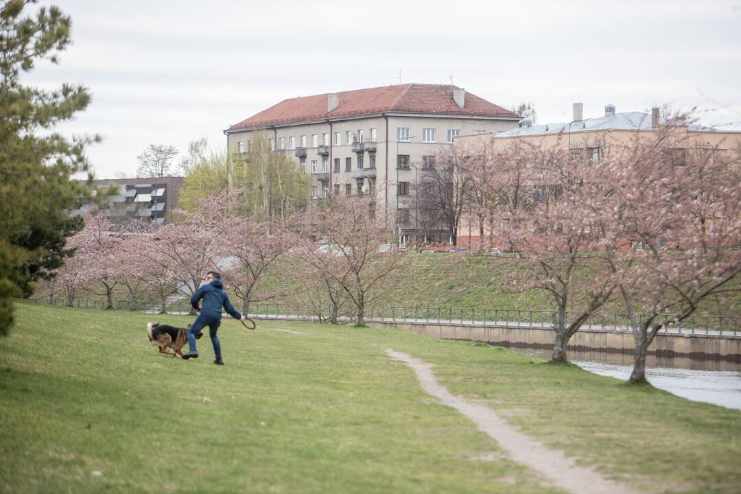 Nemuno saloje sakuros jau pradėjo skleisti pirmuosius žiedus