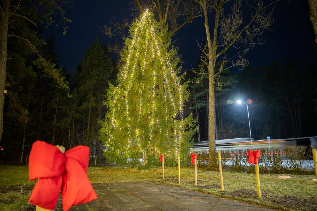 Vilniuje sužibo dešimtys Kalėdų eglučių