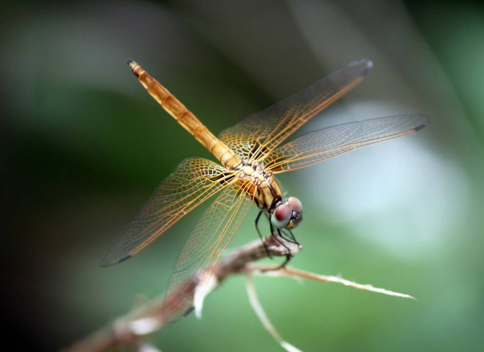 Mesosticta davidattenboroughi