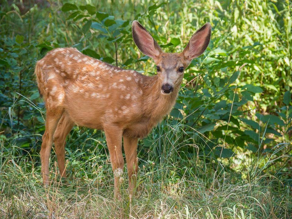 Namuose priglaustas sveikas jauniklis – meškos paslauga gamtai