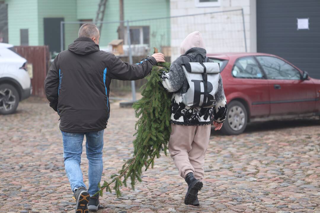 Miškininkai vėl pakvietė į namus parsinešti kvepiančias Kalėdas