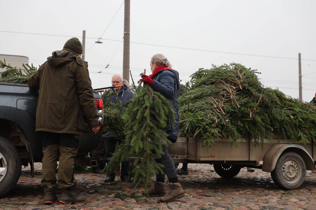 Miškininkai vėl pakvietė į namus parsinešti kvepiančias Kalėdas