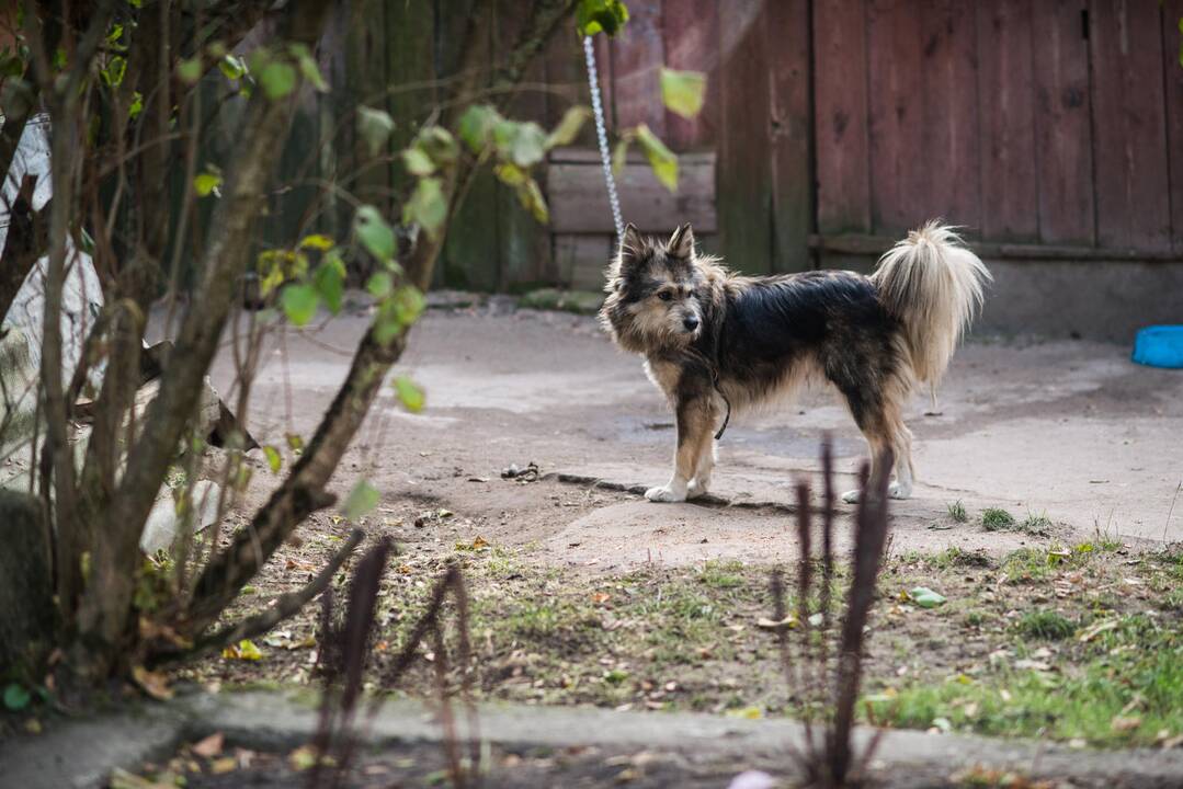 Kelmės gyventojas tėvą nužudė dėl šuns lojimo