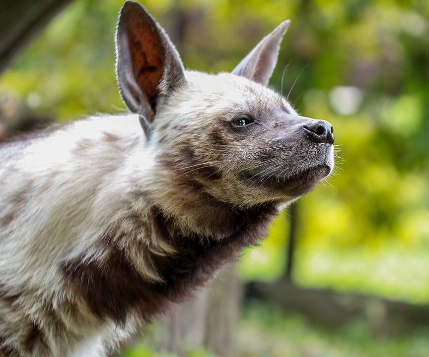 Zoologijos sode – besijuokianti ir atnaujų namų laukianti hiena