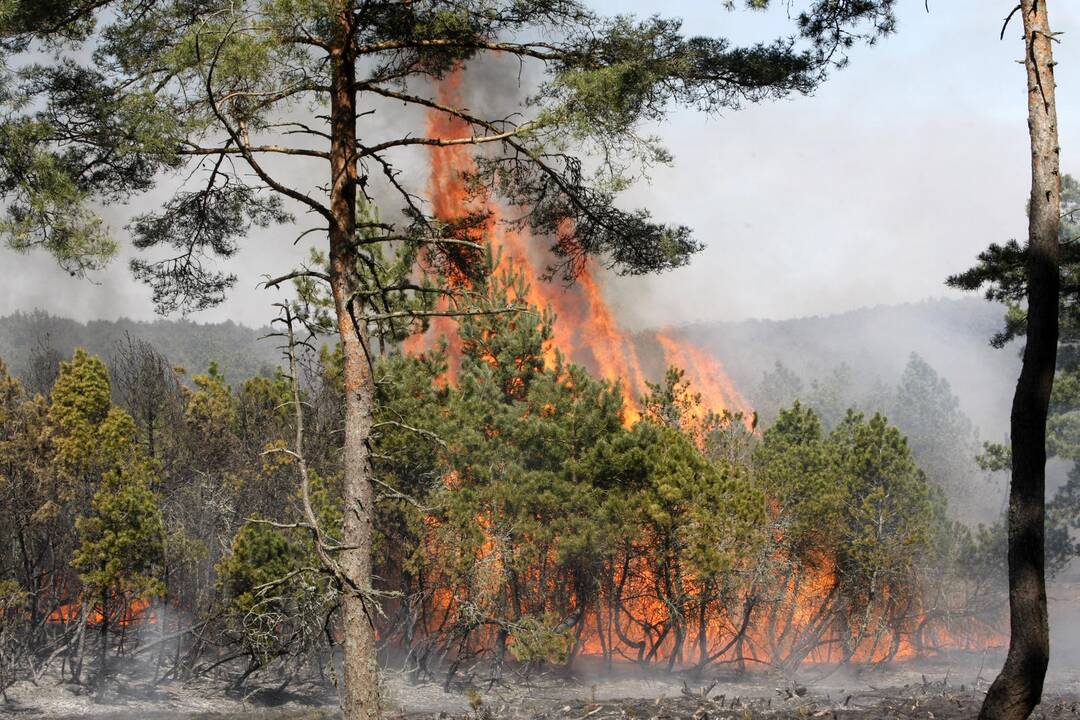 Kuršių nerijos nacionalinio parko kontrolę siūloma perduoti urėdijai