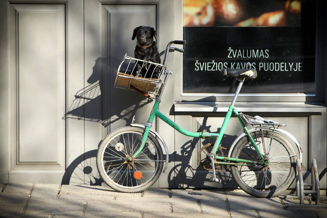 Gyventojai suskubo ženklinti augintinius – artėja svarbus terminas