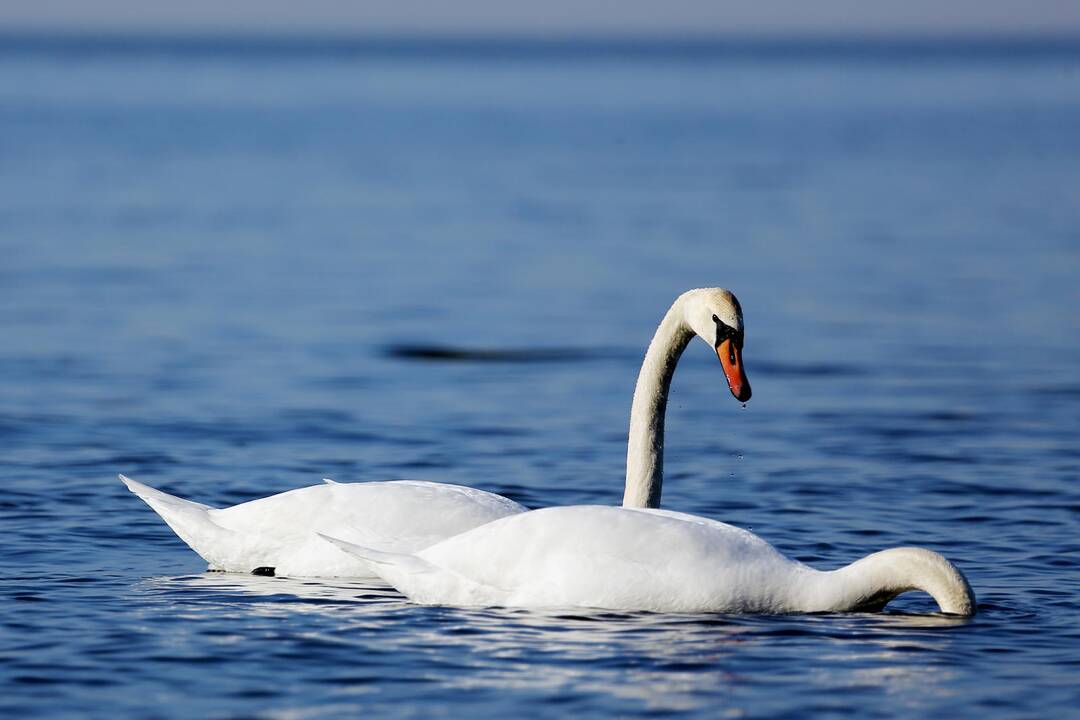 Perspėja dėl paukščių lesinimo: tai gali ir pakenkti