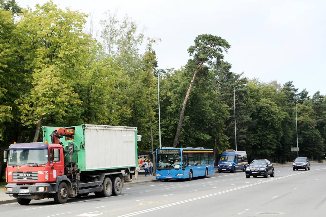 Pasvirusi pušis gąsdina gyventojus