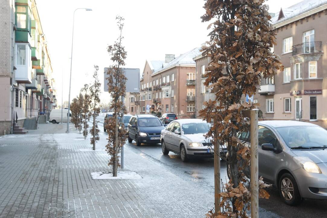 Užkliuvo: kai kurie klaipėdiečiai stebėjosi, kodėl ąžuoliukai nenumetė sudžiūvusių lapų.