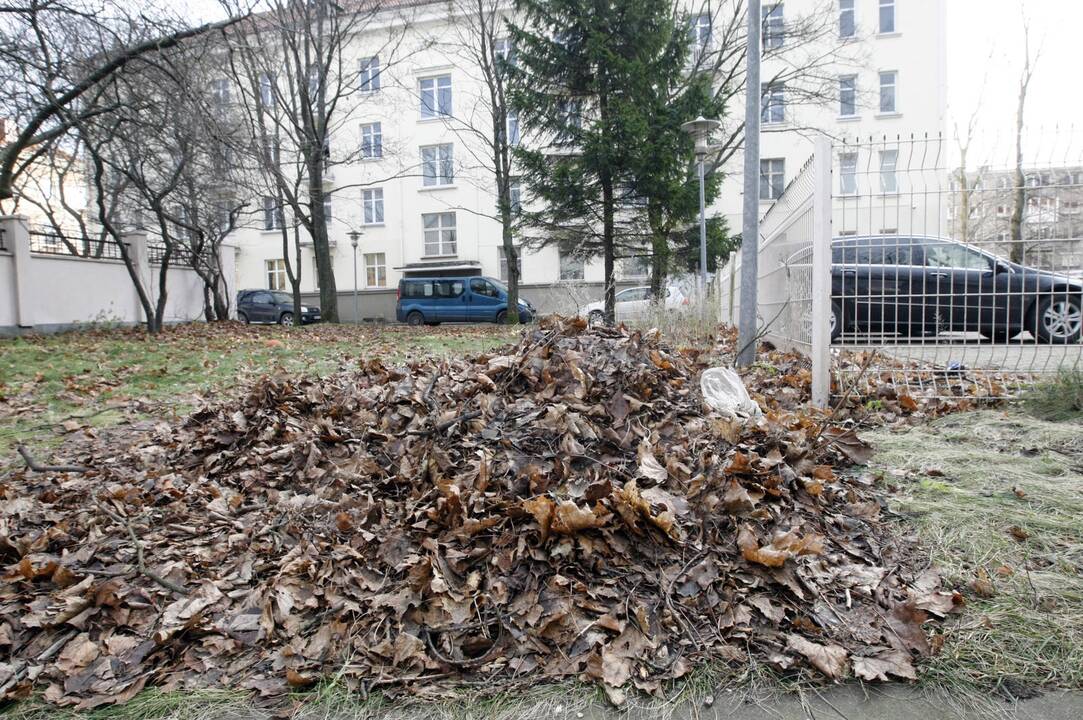 Skundas: Malūnininkų g. buvusios laivininkystės pastato kieme dūlantys lapai siutina aplinkinių namų gyventojus.