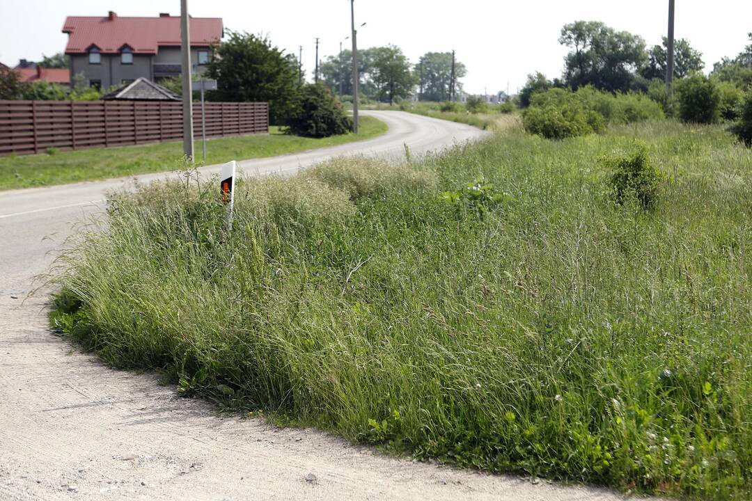 Grėsmė: žmonės baiminasi, kad nešienautoje žolėje ims veistis erkės.