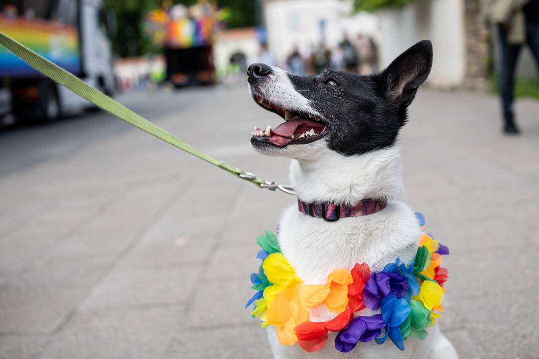 „Baltic Pride“ 2025 eitynės 