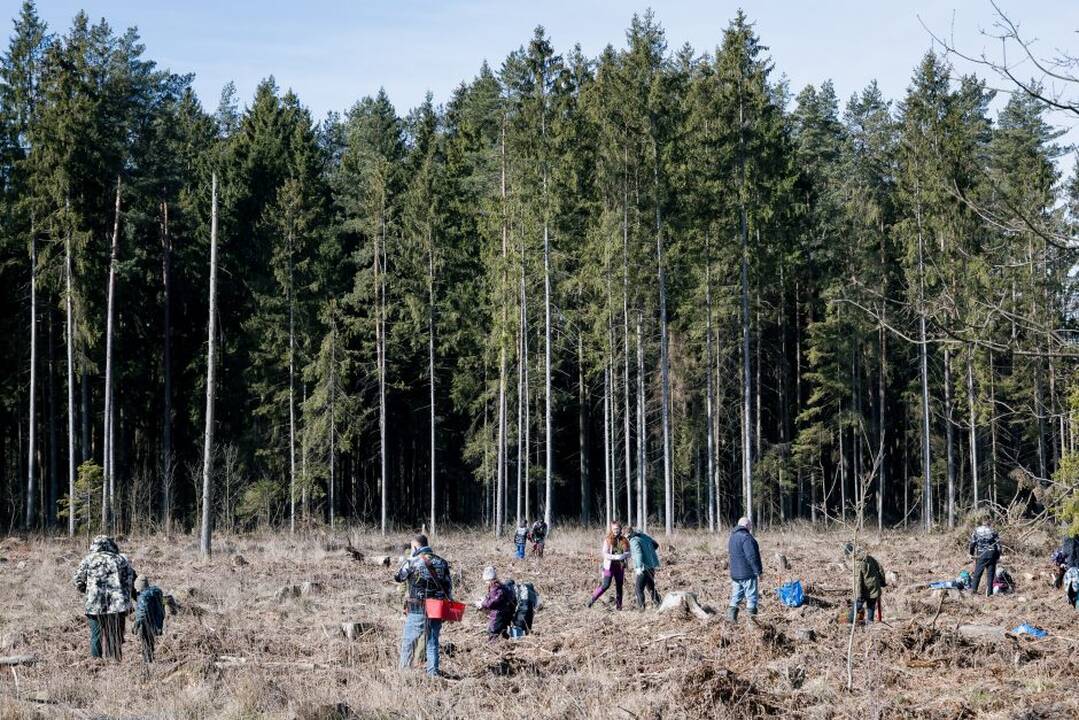 Miškų urėdija: nacionalinio miškasodžio metu pasodinta apie 1,5 mln. medelių 
