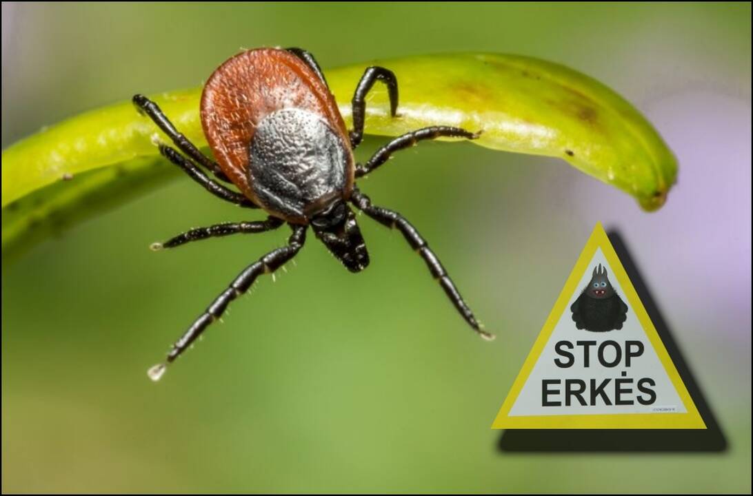 Kova su erkėmis: drastiškas gamtininko siūlymas kelia pavojų?