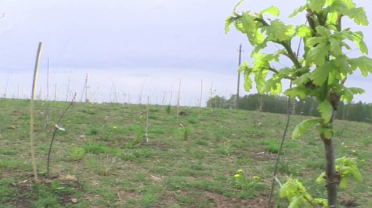 Pasodinta senųjų Lietuvos ąžuolų klonų giraitė