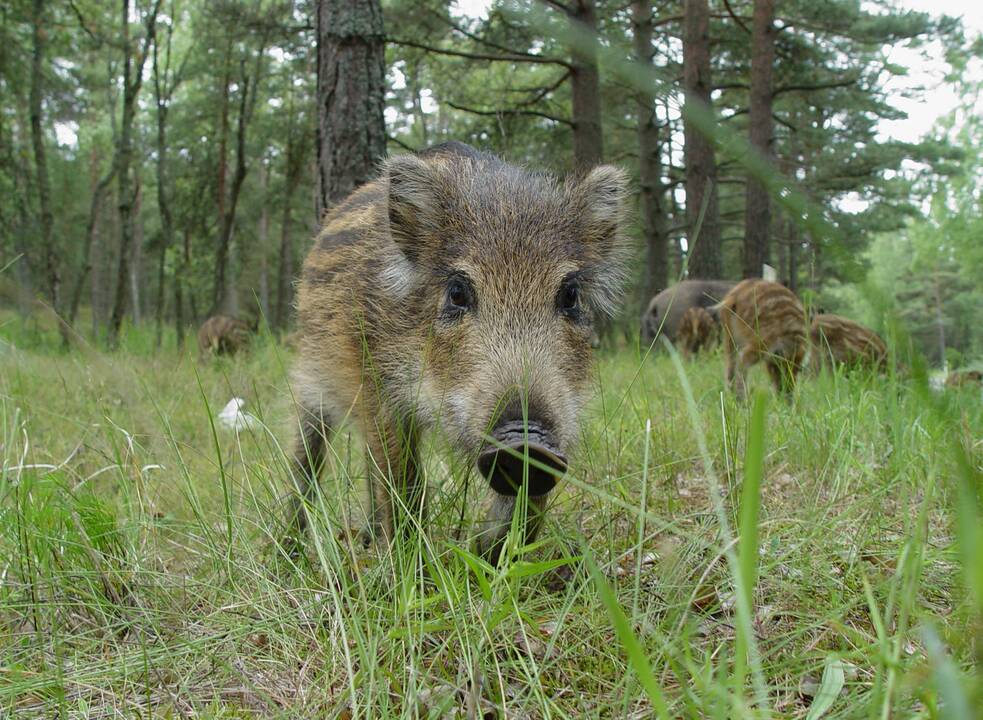 Per dvi savaites kiaulių maras diagnozuotas dar 13 šernų