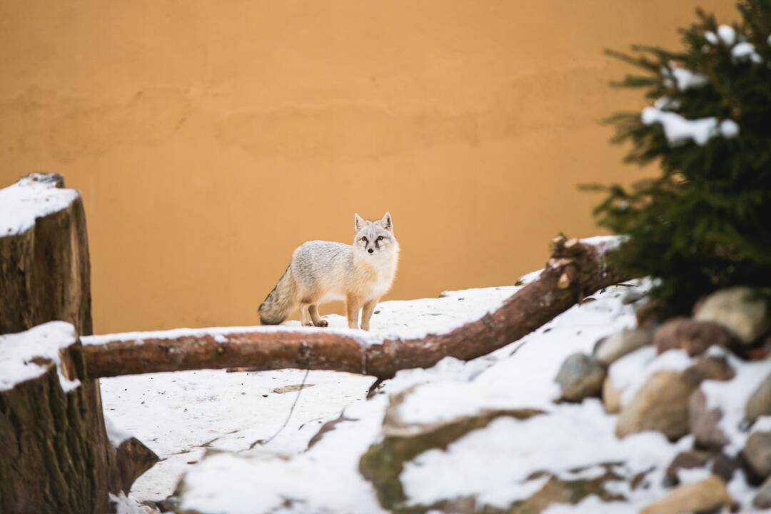 Lietuvos zoologijos sode virto ir ąžuolai