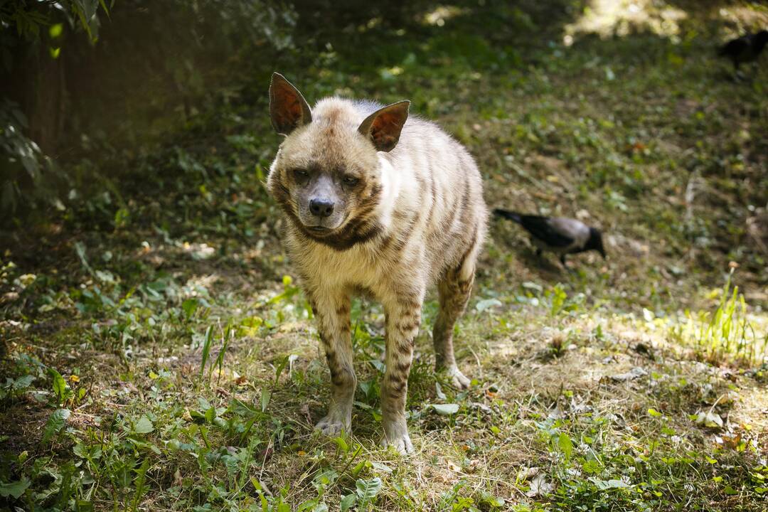 Vasara zoologijos sode