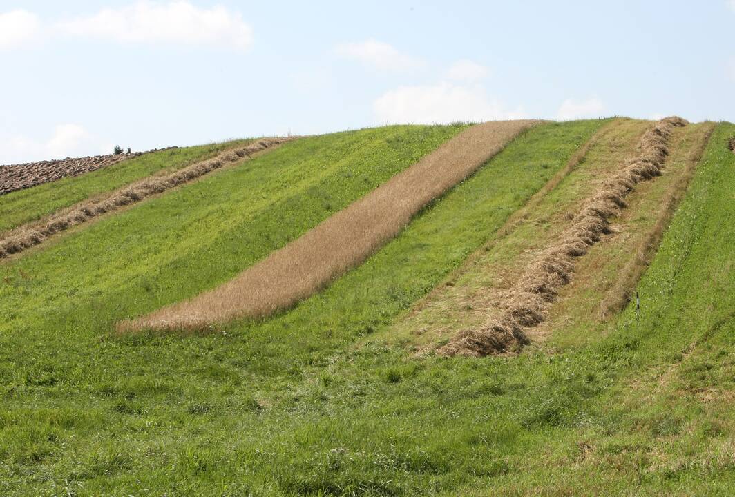 Dėl didelio kritulių kiekio mėnesiu pavėlintas pievų sutvarkymo terminas