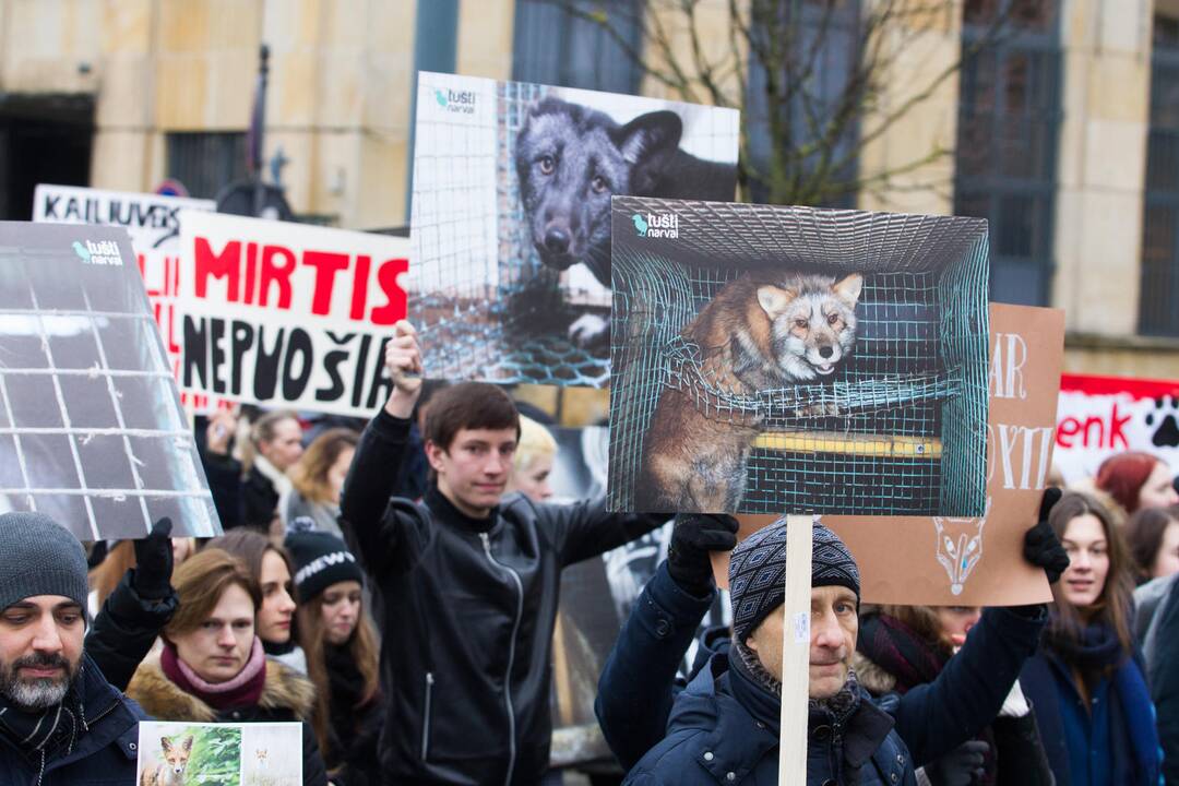 Visuomenininkų akcijas dėl skriaudžiamų gyvūnų augintojai sieja su rinkimais