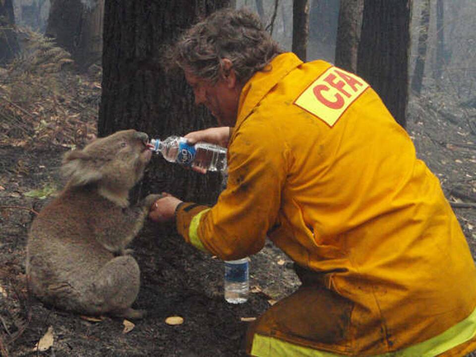 Tūkstančiai žmonių pasirašė peticiją: ragina veisti koalas Naujojoje Zelandijoje