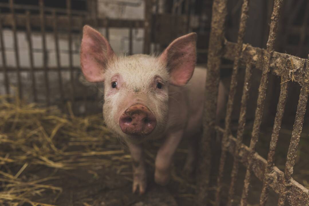 VMVT: kiaulių augintojas, piktybiškai pažeidinėjantis reikalavimus, sankcijų neišvengs