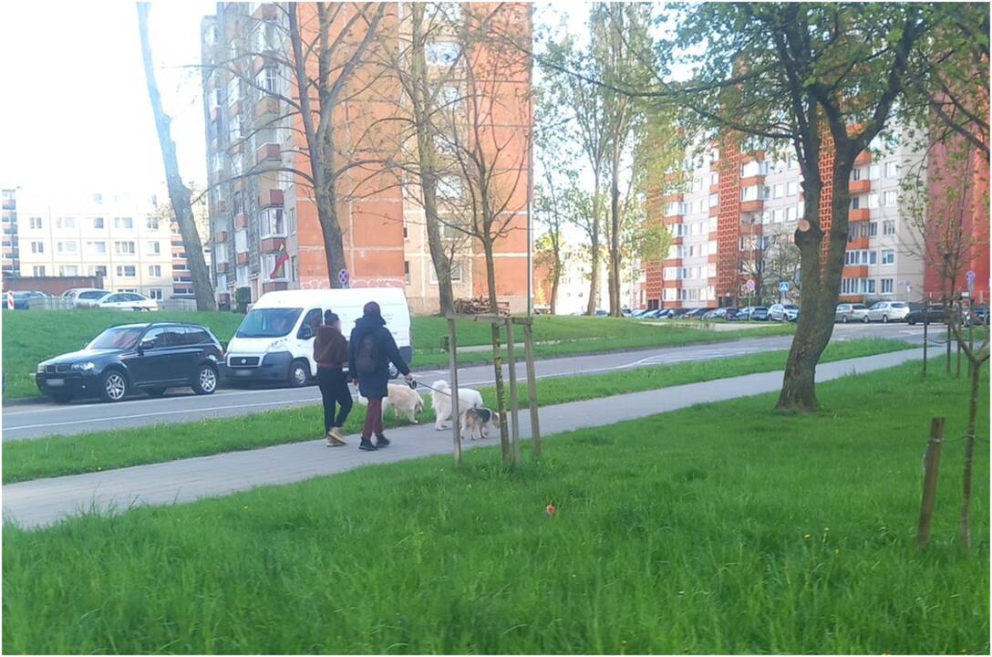 Pažeidimas: žmonės prarado atsakomybės jausmą – vis dažniau nepaiso miesto viešosios tvarkos taisyklių ir augintinius vedžioja be pavadėlių.