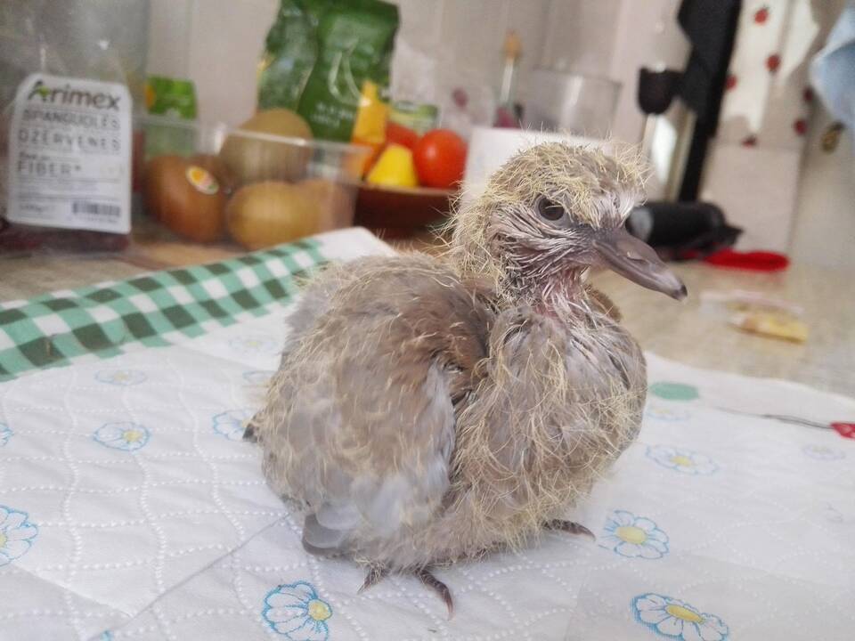 Kęstas nesiskirdavo su savo geradare net ir jos darbo metu