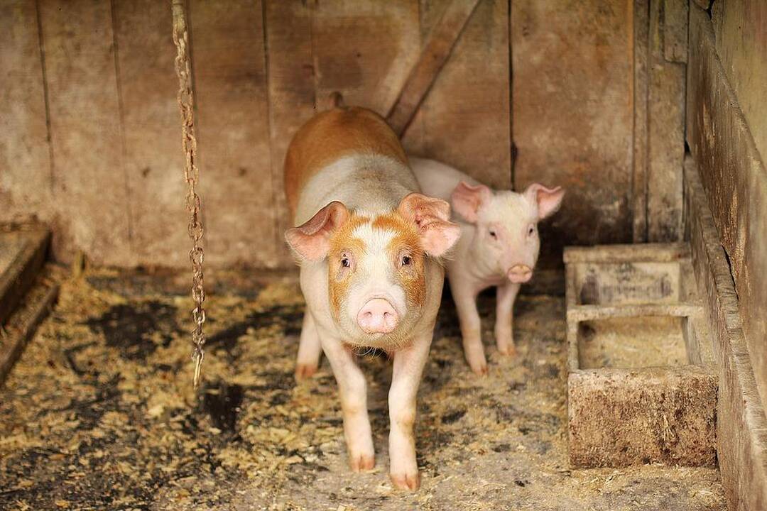 Pirmųjų AKM protrūkių ūkiuose priežastys – biosaugos pažeidimai