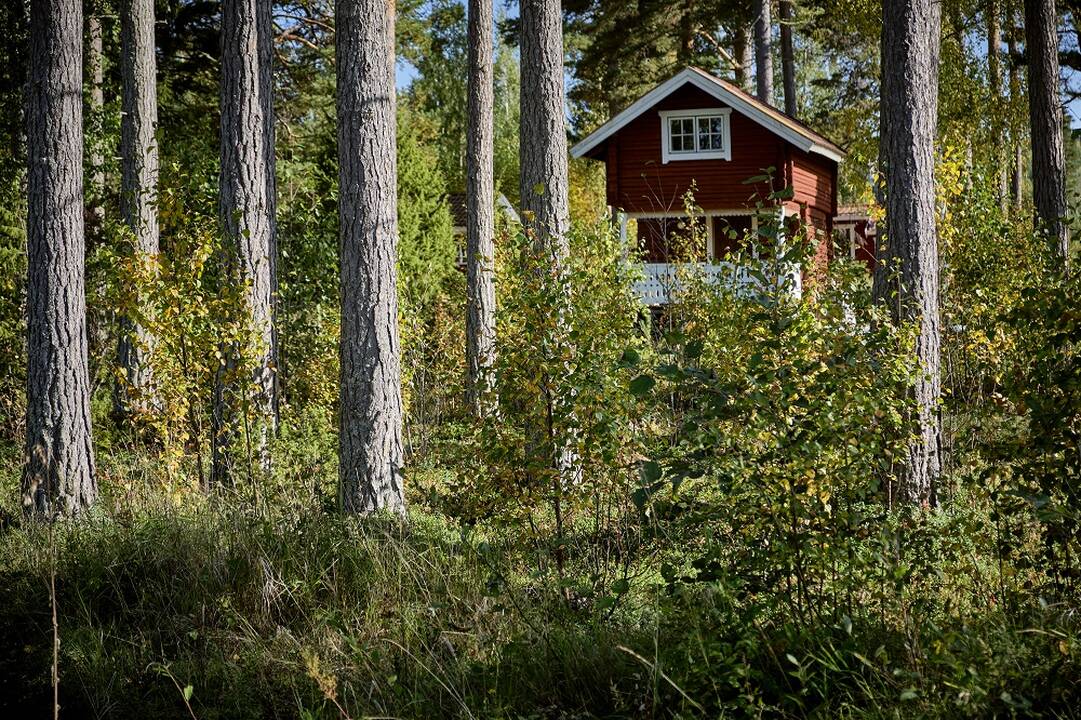 Poderskis: dėl namelių miškuose turėtų pasisakyti ir savivaldybės