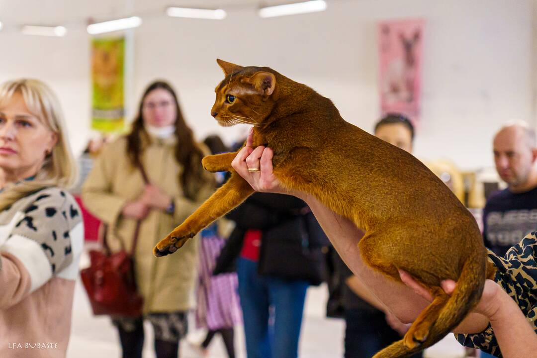 Kačių paroda Kaune