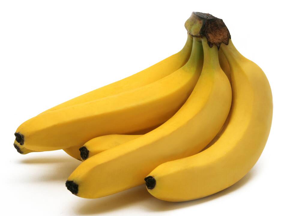 Kretingos žiemos sodo bananas jau krauna vaisius