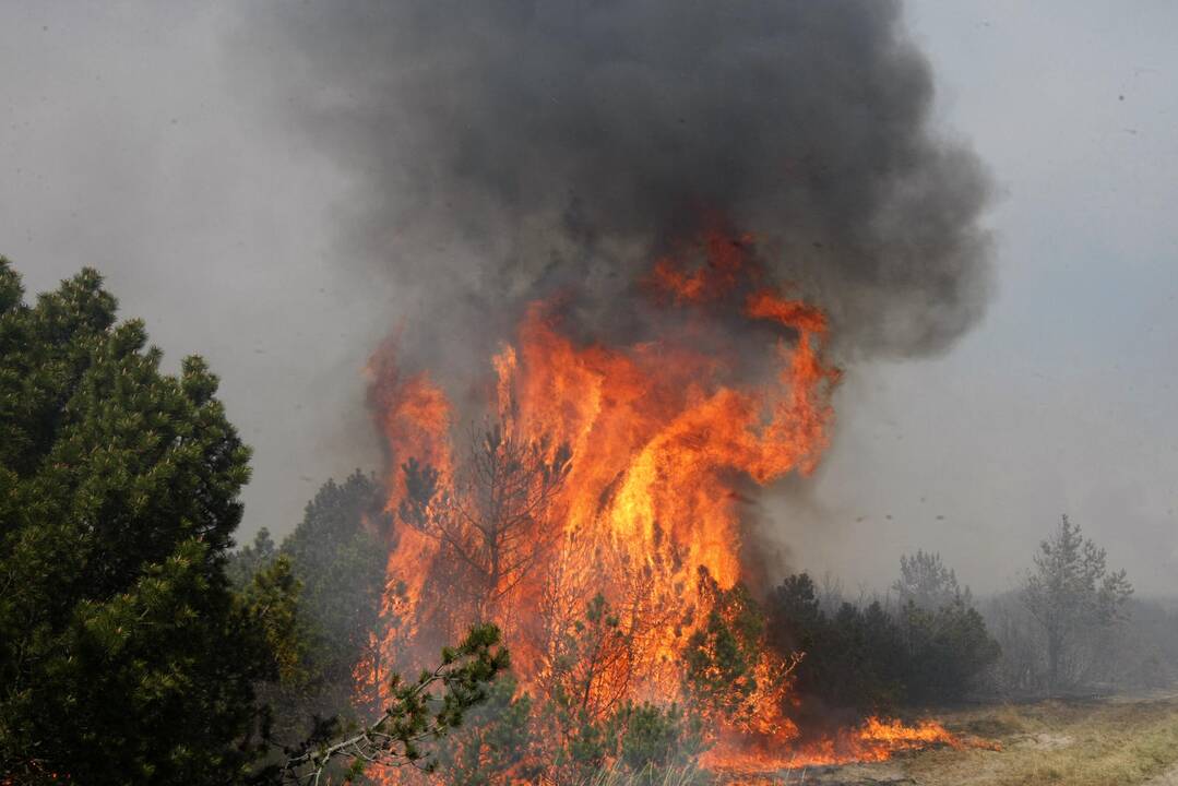 Ugnis negailestingai niokoja Kuršių neriją (unikalios foto)