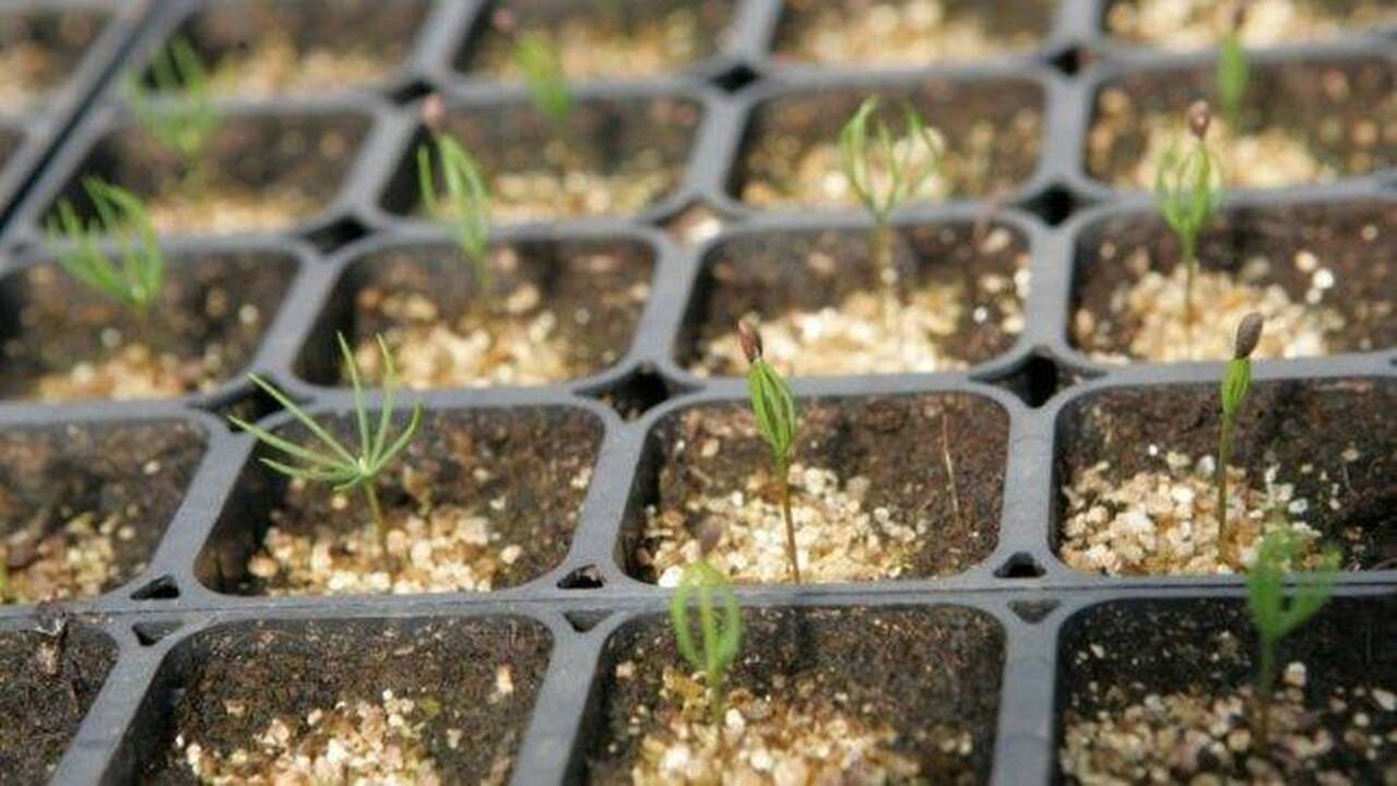 Šilta žiema paskubino daržininkus pirkti sėklas