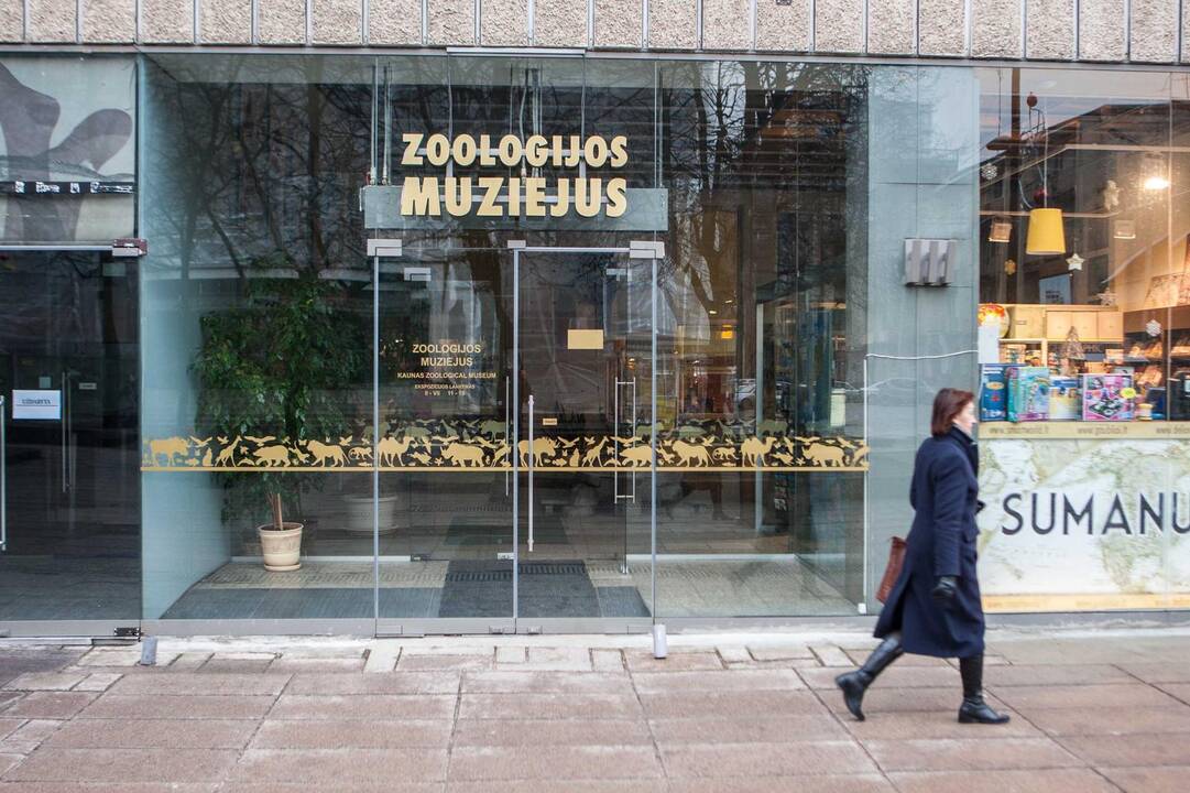 Drugelių kolekcijos T. Ivanausko zoologijos muziejuje