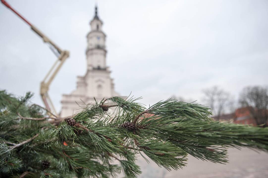 Kauno Kalėdų eglutės nupuošimas