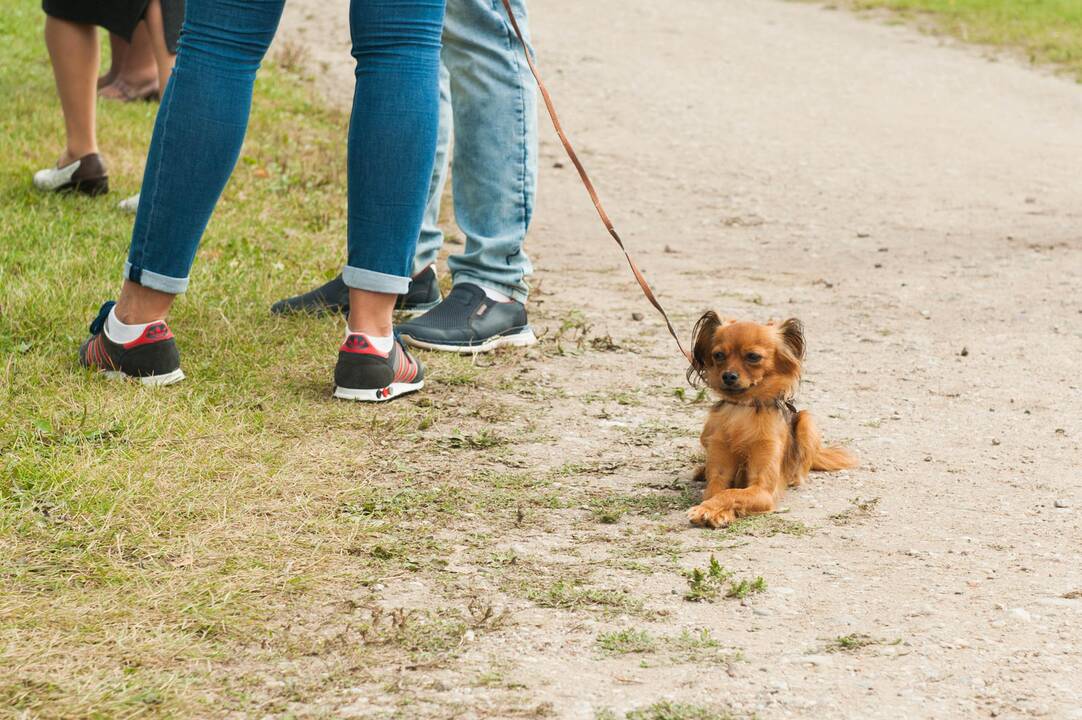 „Laisvės piknikas“ Nemuno saloje