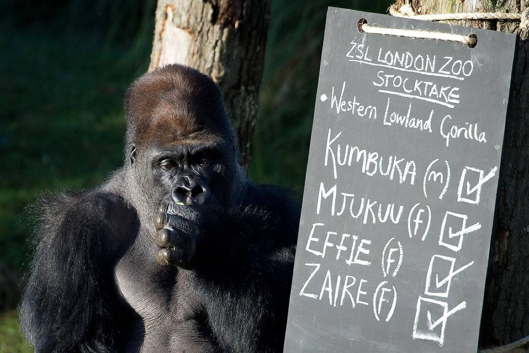 Londono zoologijos sode – žaisminga gyventojų registracija