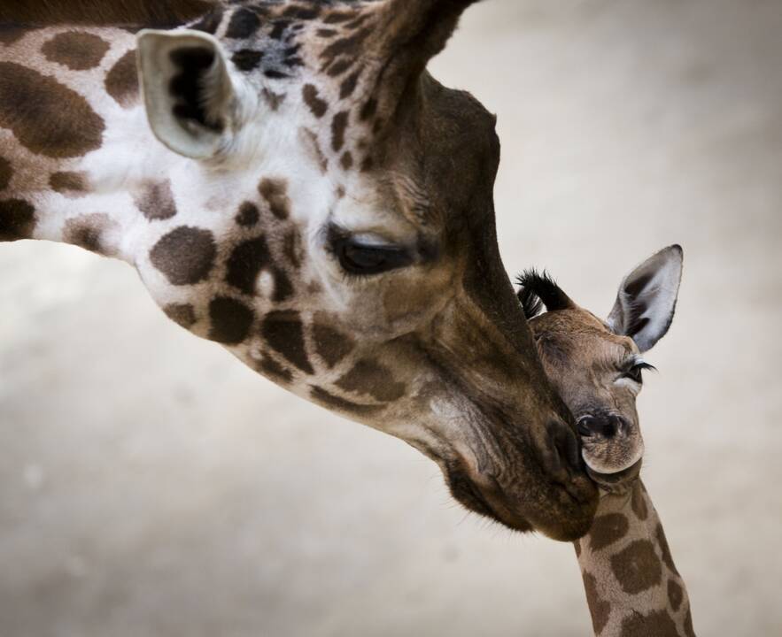 Smagūs vaizdai iš Vokietijos ir Olandijos zoologijos sodų