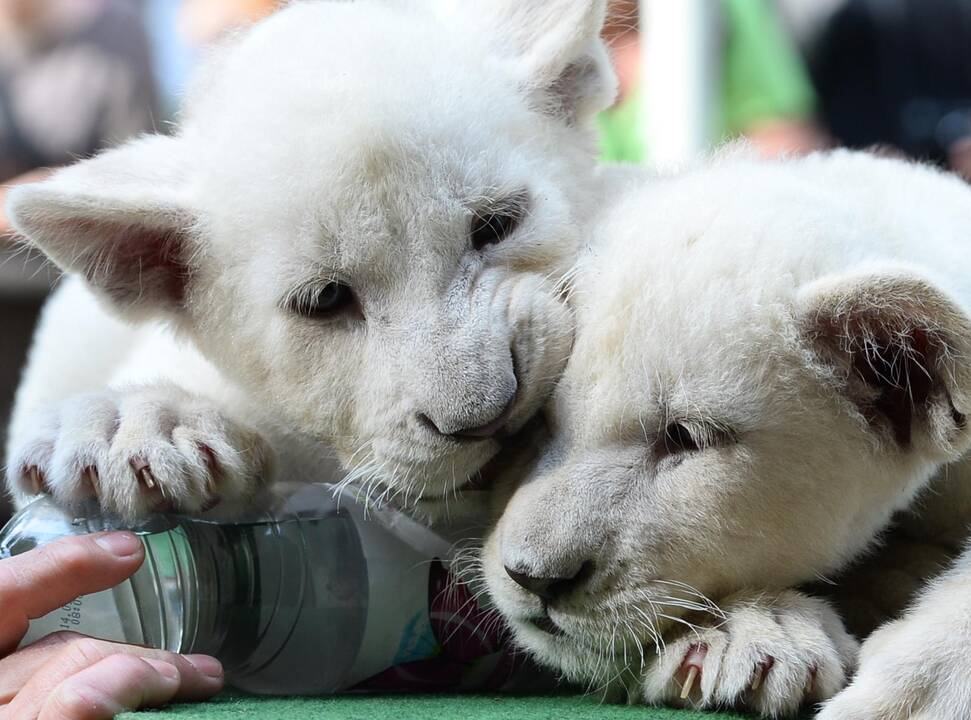 Baltieji liūtukai Budapešto zoologijos sode