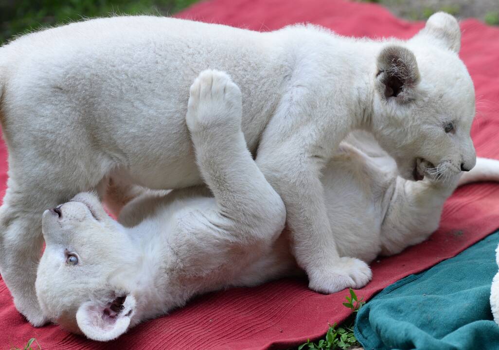 Baltieji liūtukai Budapešto zoologijos sode